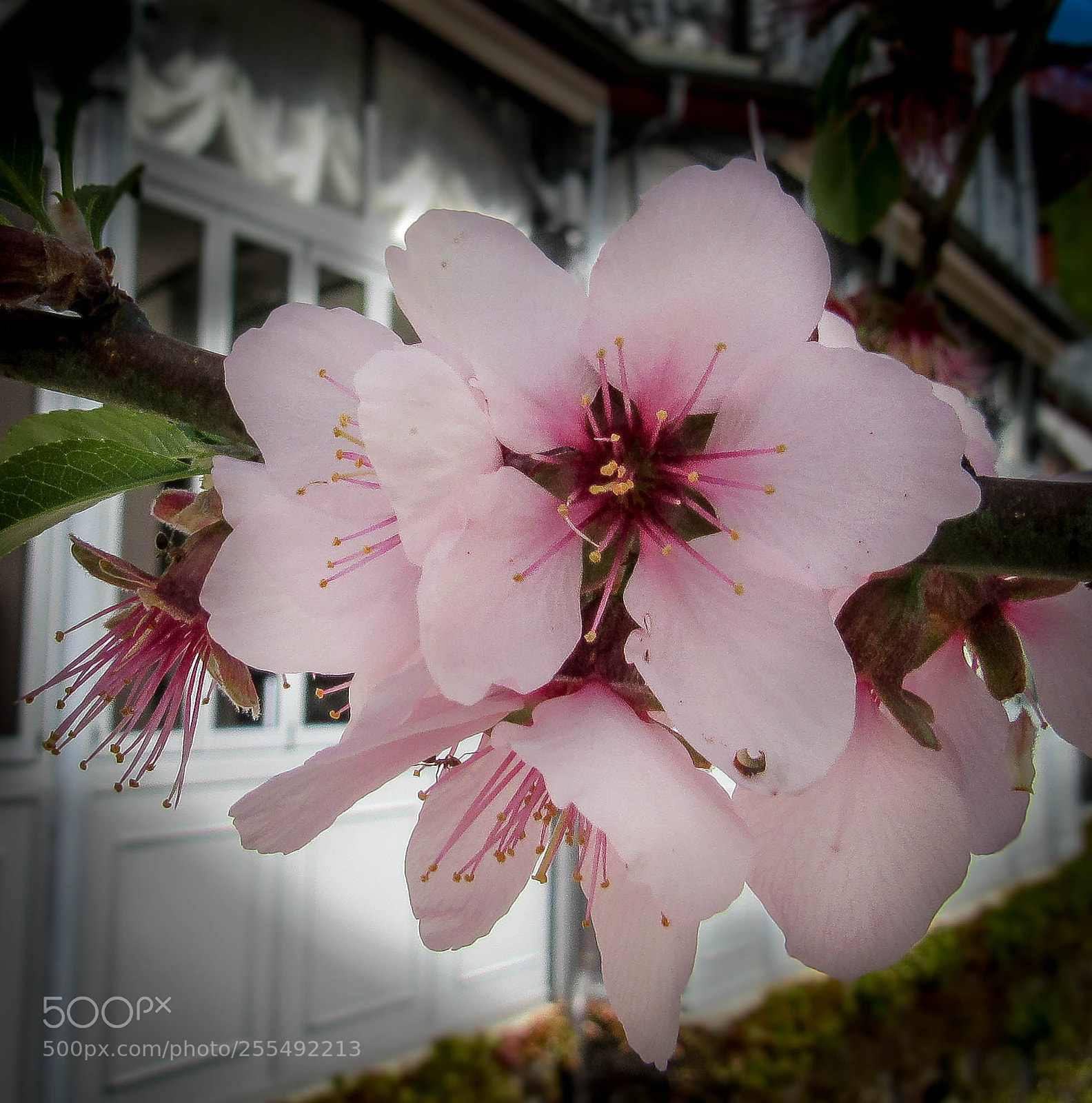 Canon PowerShot SX530 HS sample photo. Pink blossom photography