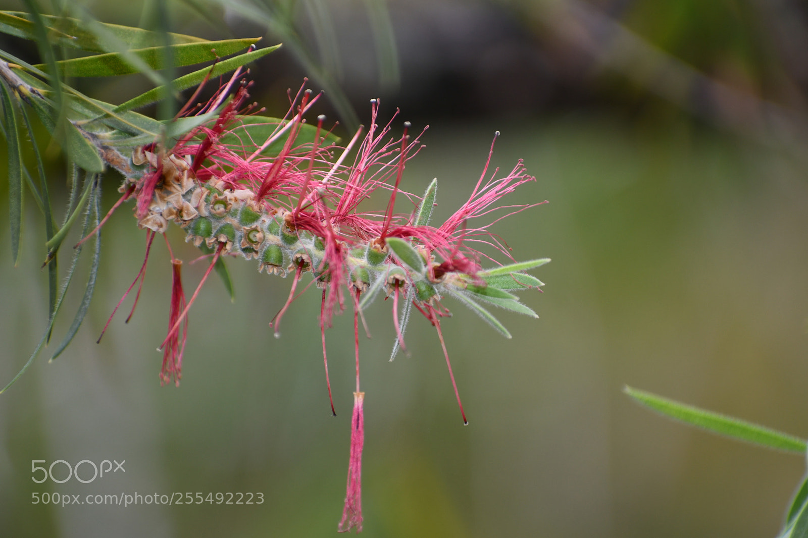 Nikon D7500 sample photo. Flower photography