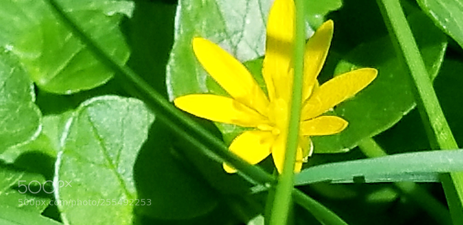 Samsung Galaxy S8 sample photo. Nature, flowers, beautiful scenery photography