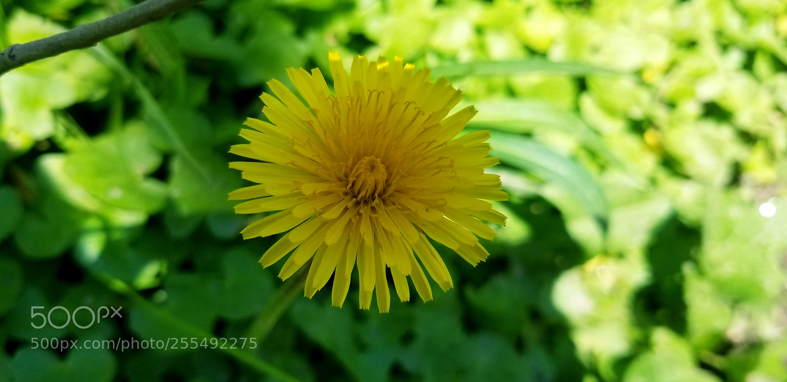 Samsung Galaxy S8 sample photo. Nature, flowers, beautiful scenery photography