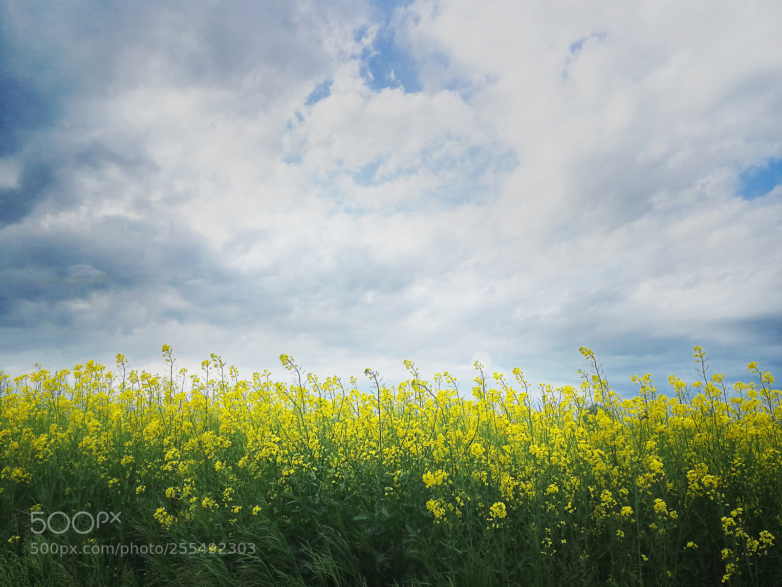 HUAWEI P10 sample photo. Yellow bliss photography
