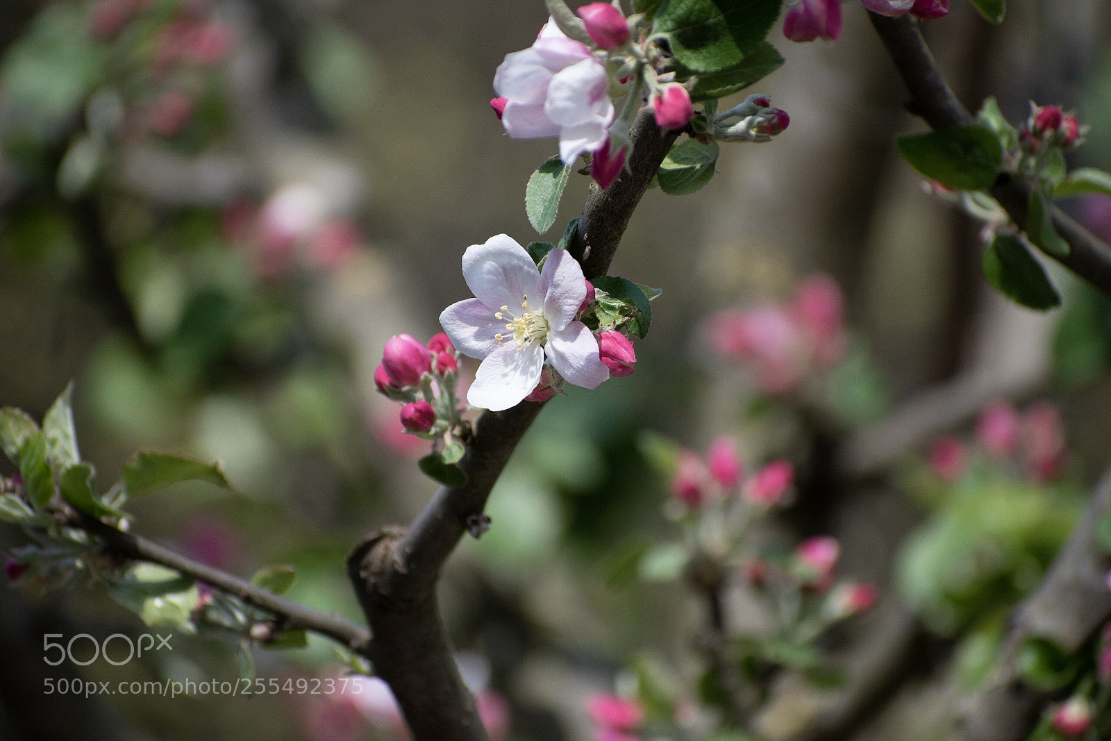 Nikon D5600 sample photo. Kirschblüte  photography