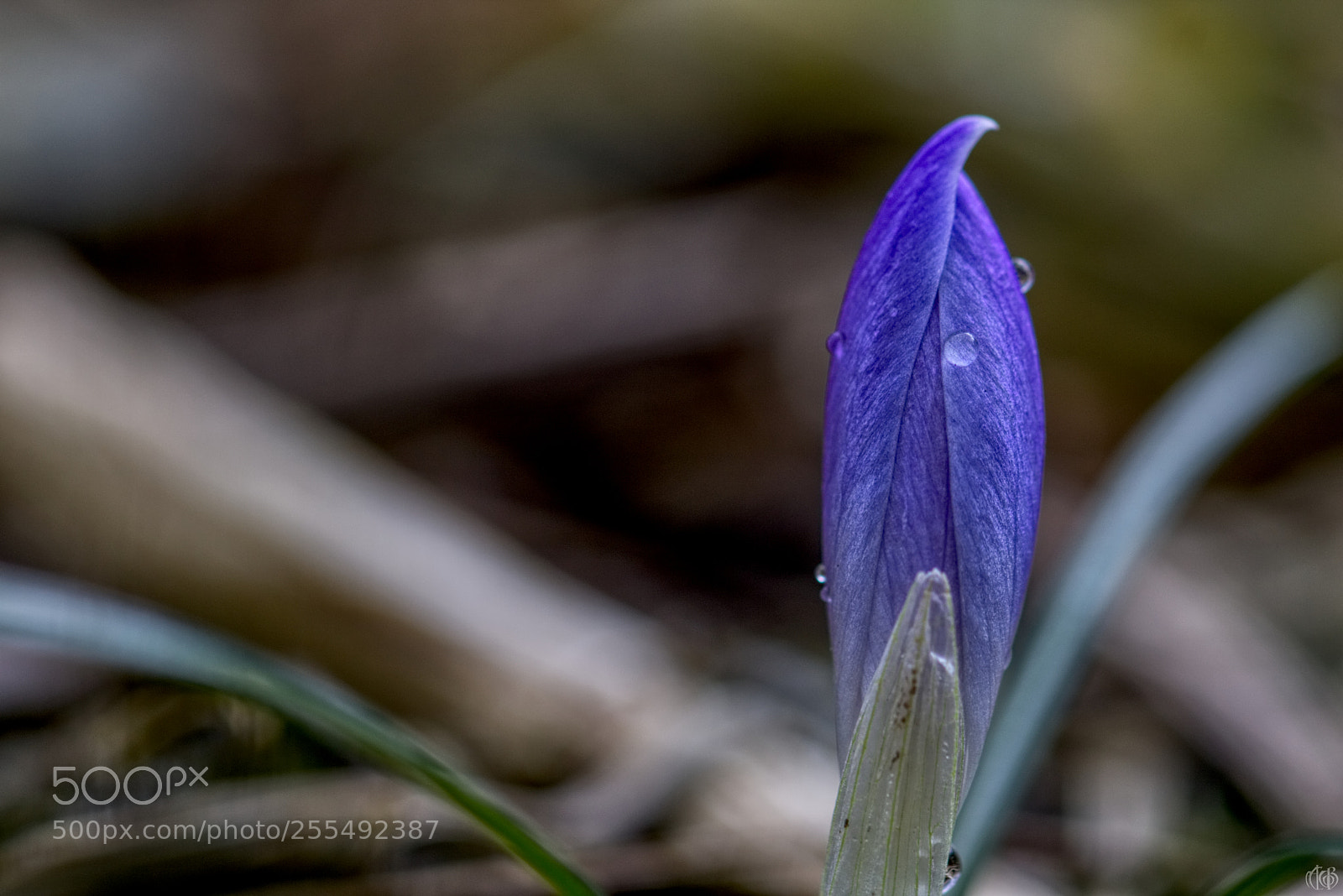 Canon EOS 750D (EOS Rebel T6i / EOS Kiss X8i) sample photo. Blue crocus photography