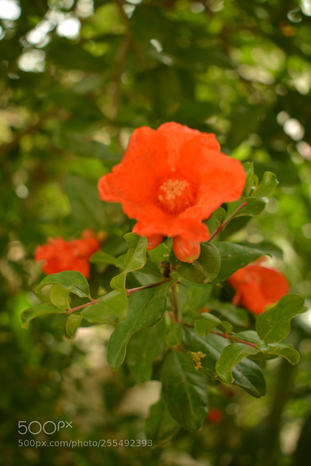 Nikon D5200 sample photo. Pomegranate blossom photography