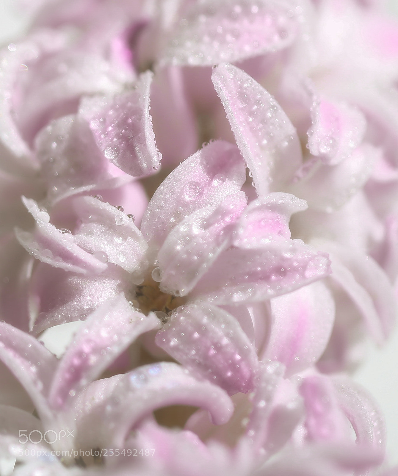 Canon EOS 6D sample photo. Hyacinth photography