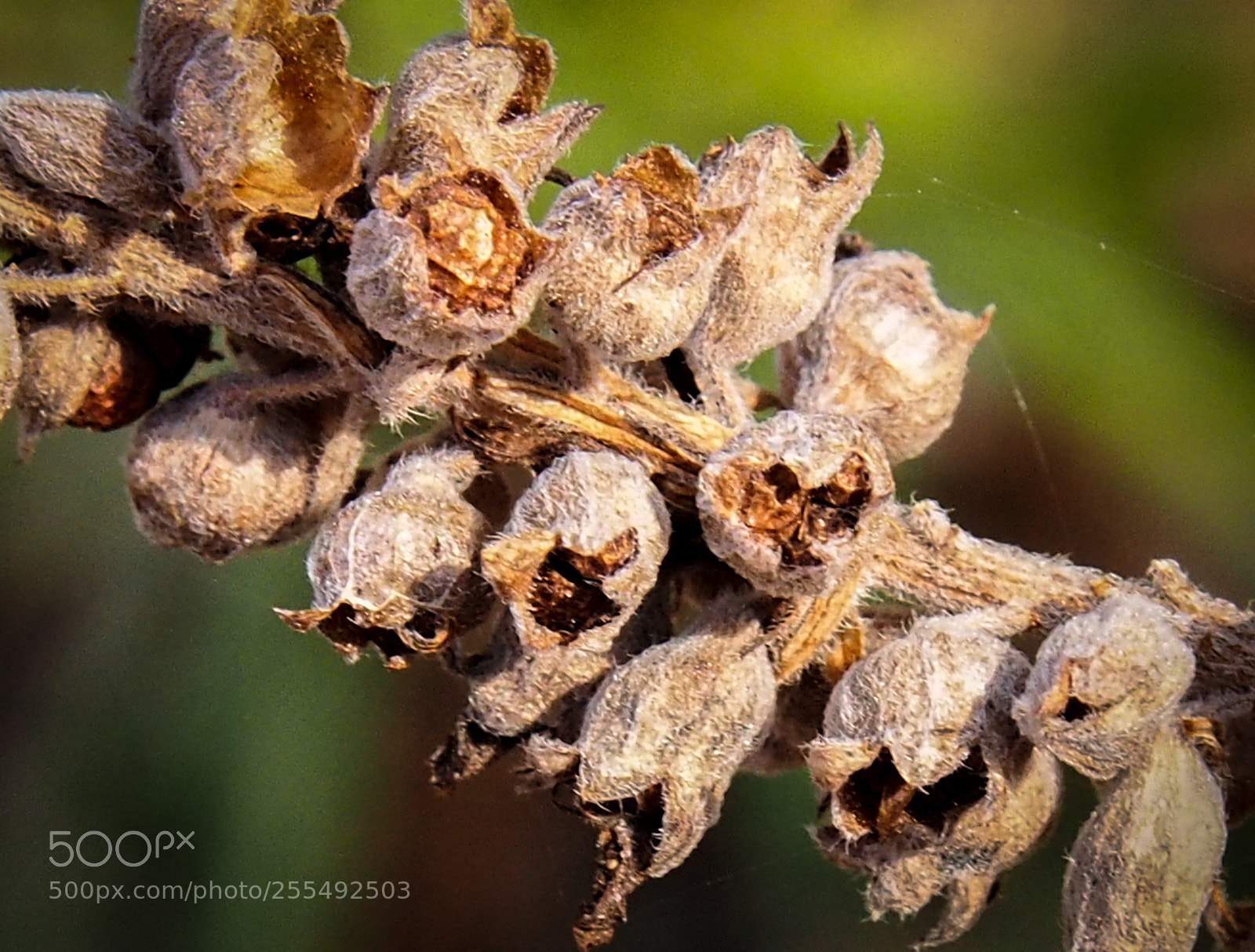Olympus OM-D E-M5 sample photo. Bunch of seeds photography