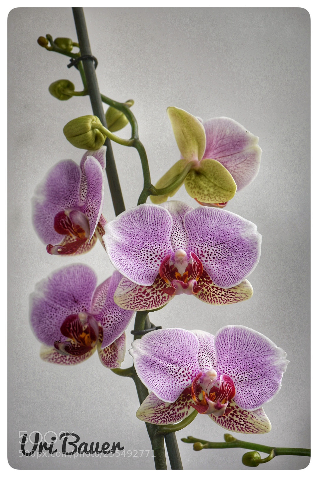 Nikon D750 sample photo. Orchid blossom photography