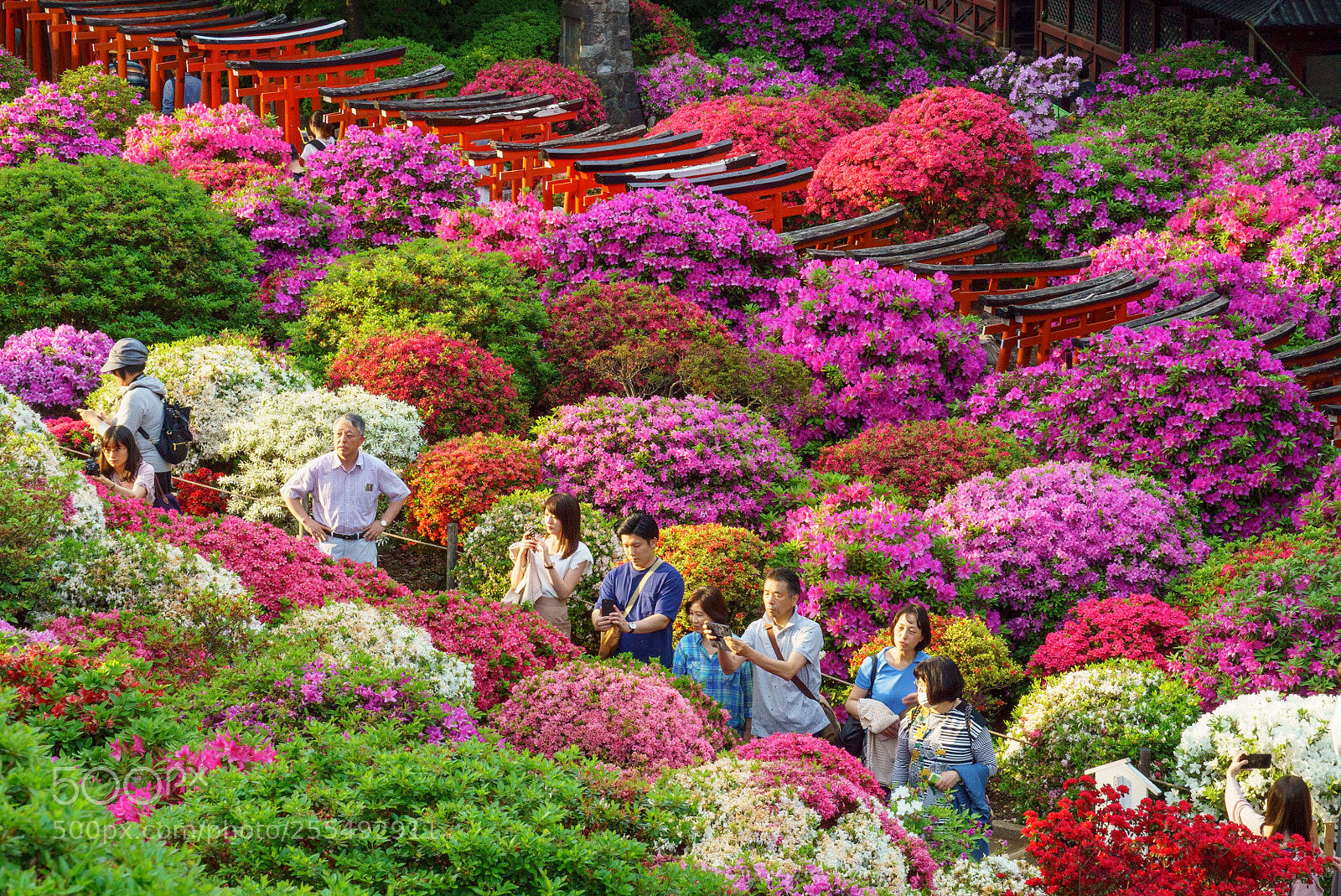 Sony a7S sample photo. Nezu-shrine photography