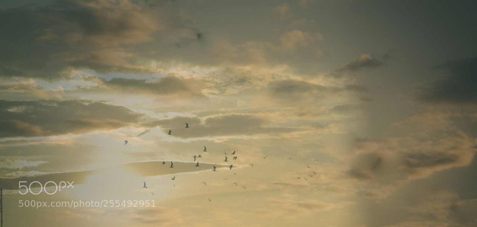 Nikon D7100 sample photo. Birds free photography