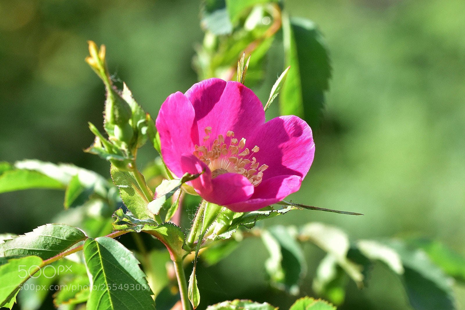 Nikon D7200 sample photo. Spring photography