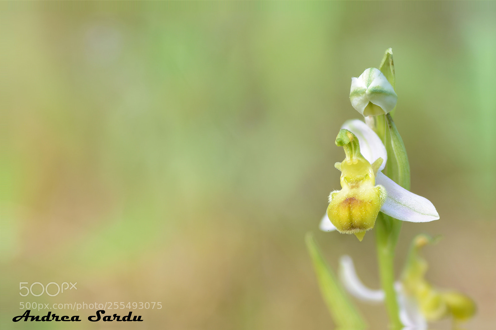 Nikon D7100 sample photo. Ophrys apifera var.bicolor photography