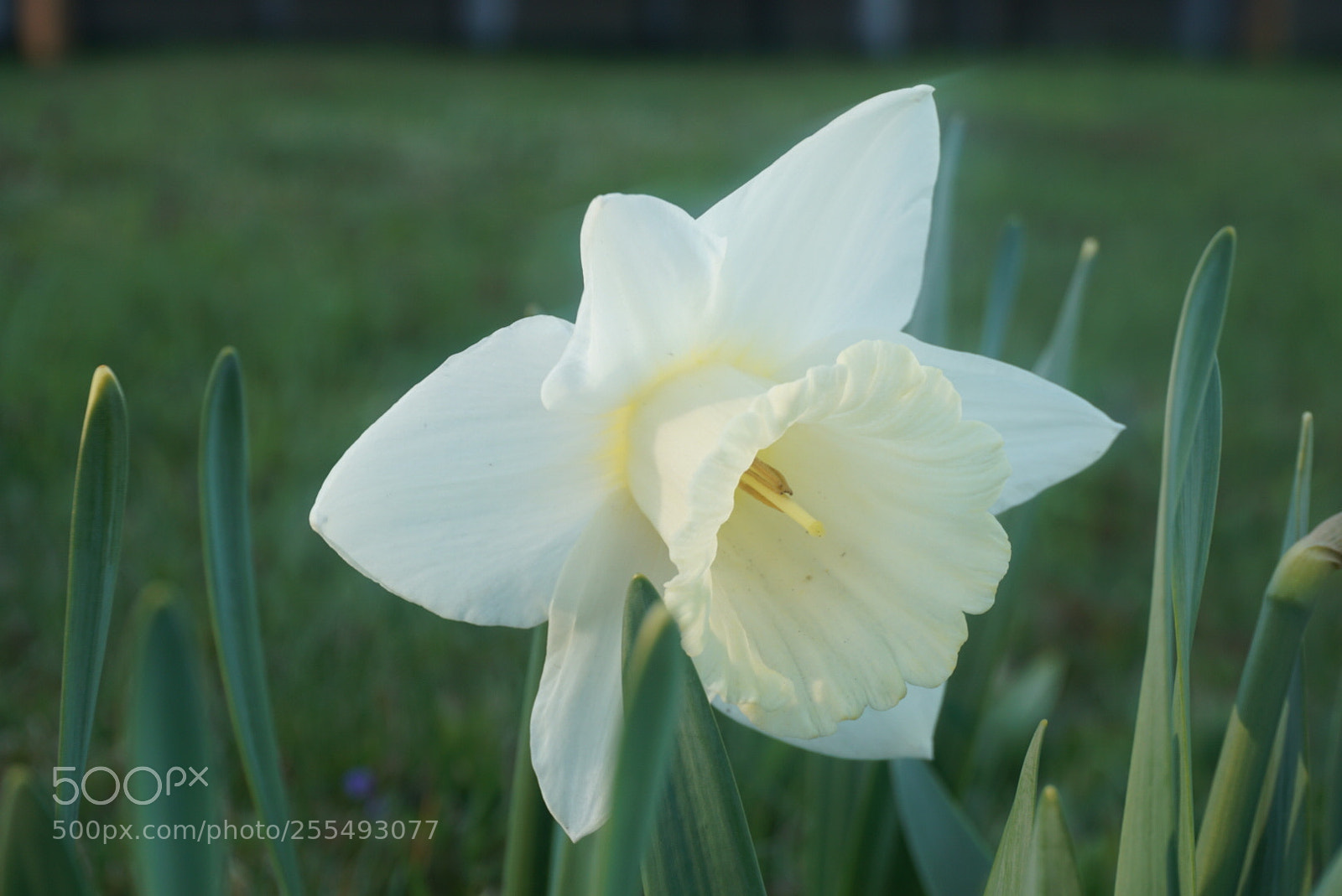 Sony a6000 sample photo. Spring photography