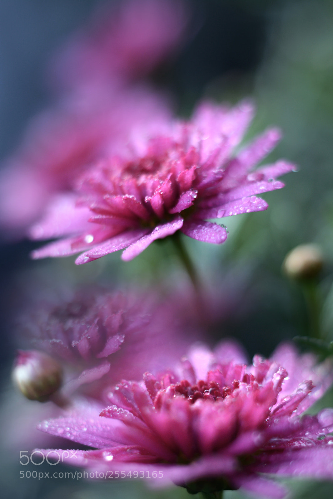 Nikon D7100 sample photo. Spring time photography