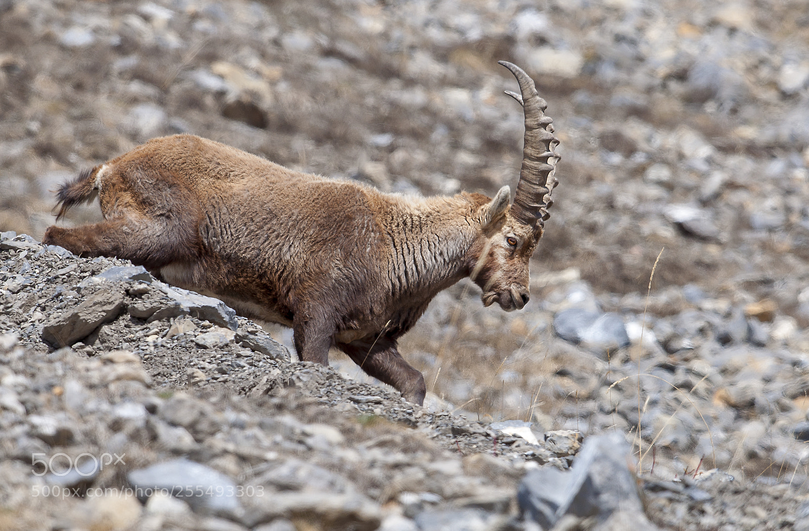 Nikon D90 sample photo. Alpine ibex photography