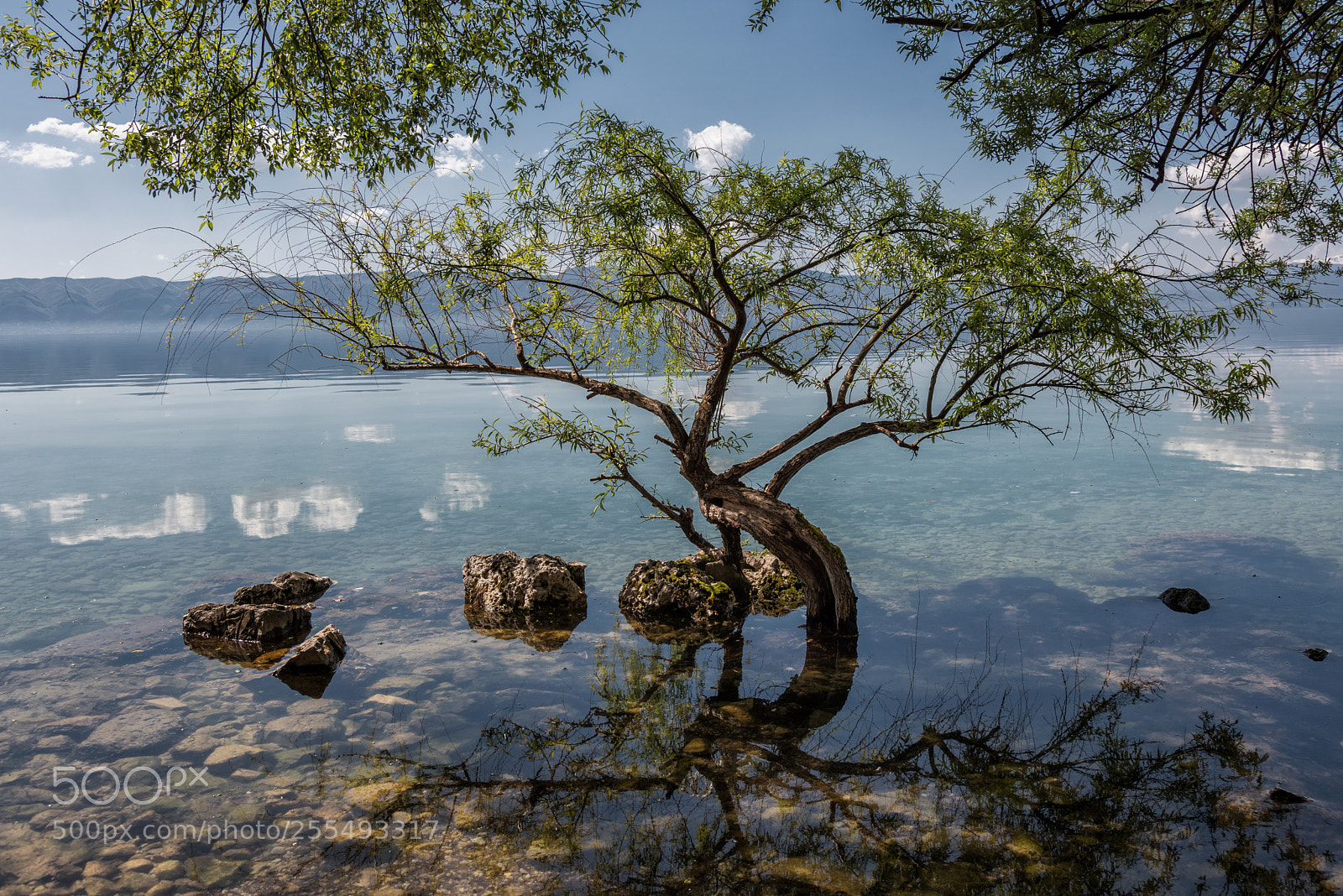 Nikon D810 sample photo. Tree in a water photography
