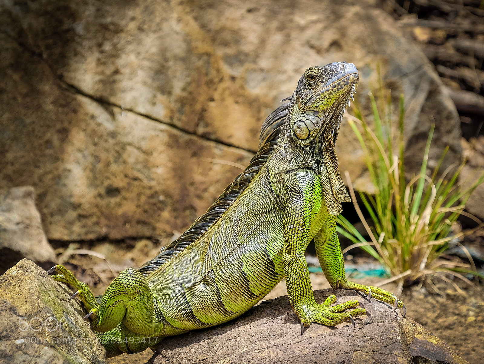 Fujifilm X-T2 sample photo. From my iguanas photos photography