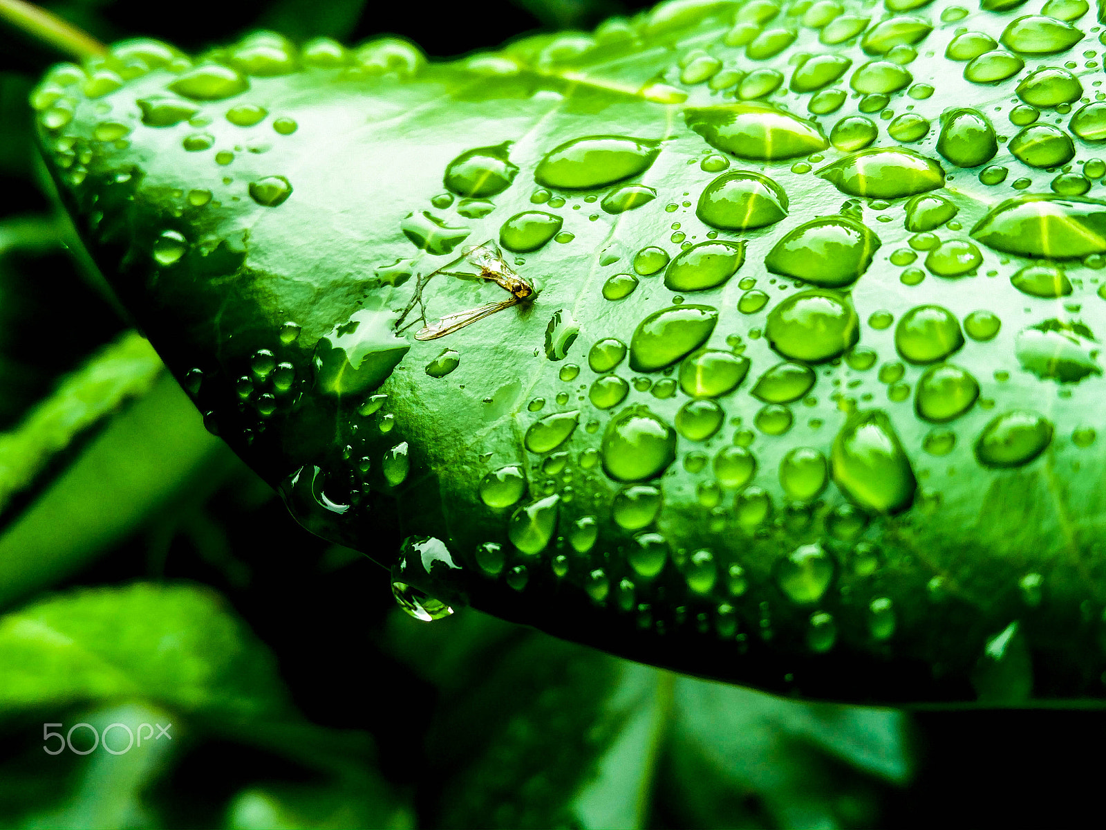 OnePlus 2 sample photo. Leaf photography