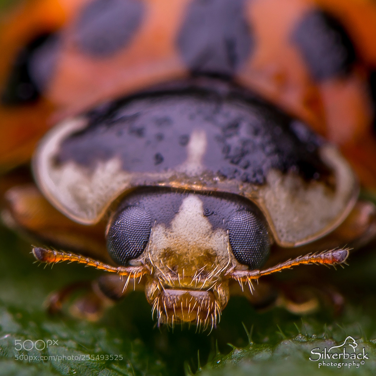 Nikon D5200 sample photo. Ladybug photography