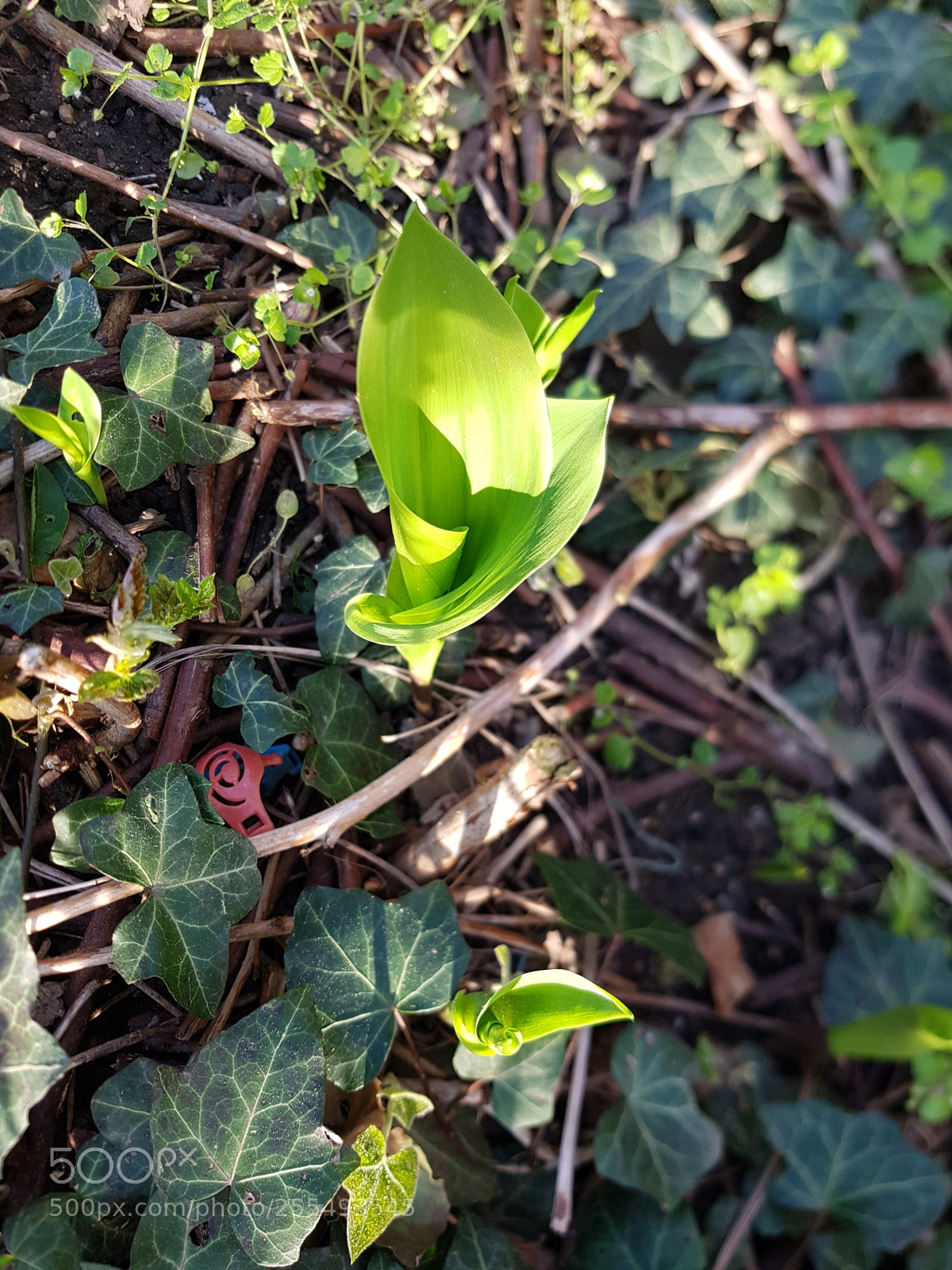 Samsung Galaxy S7 Edge sample photo. Flower photography