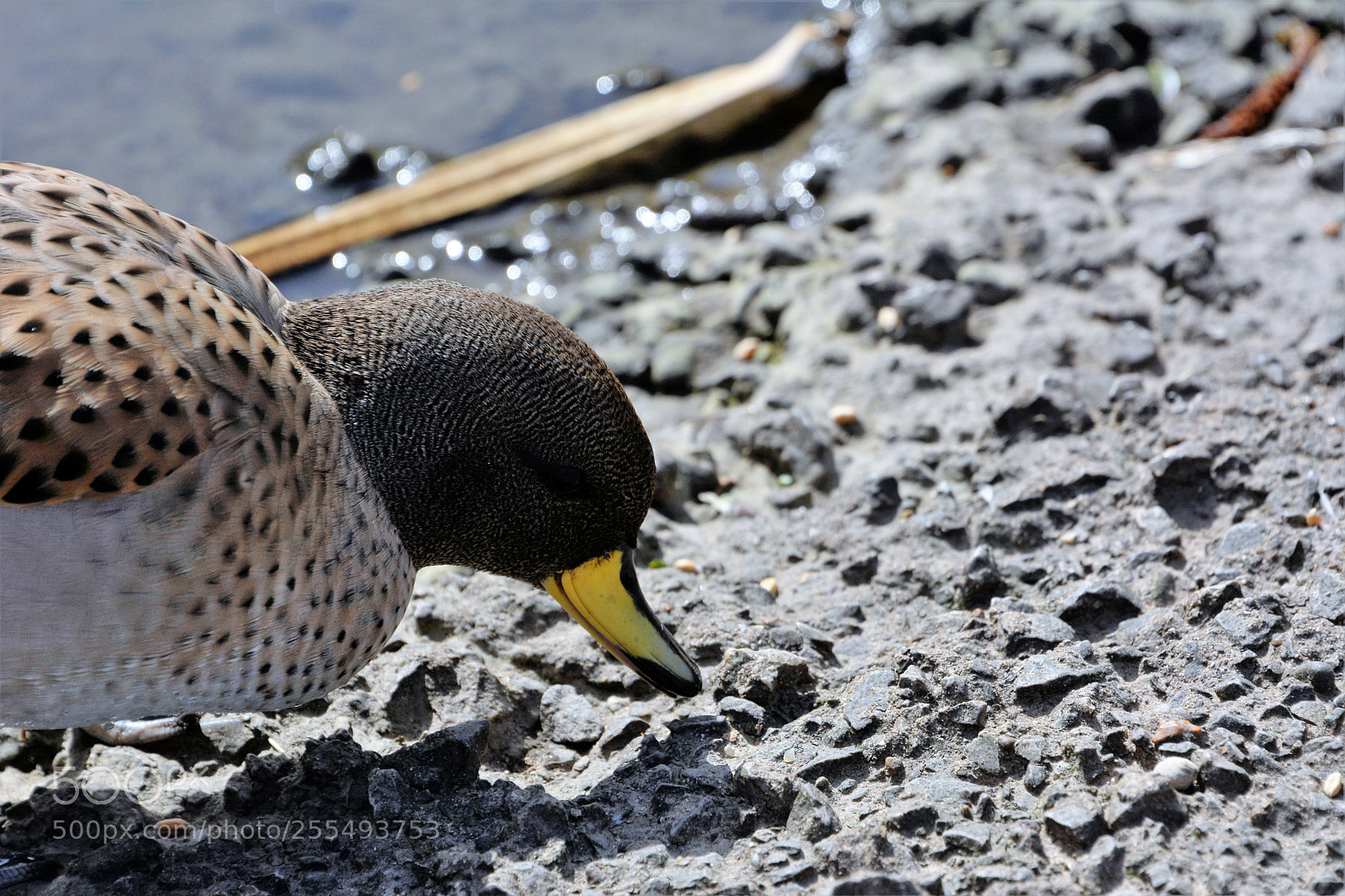 Nikon D7100 sample photo. Sharp winged teal photography