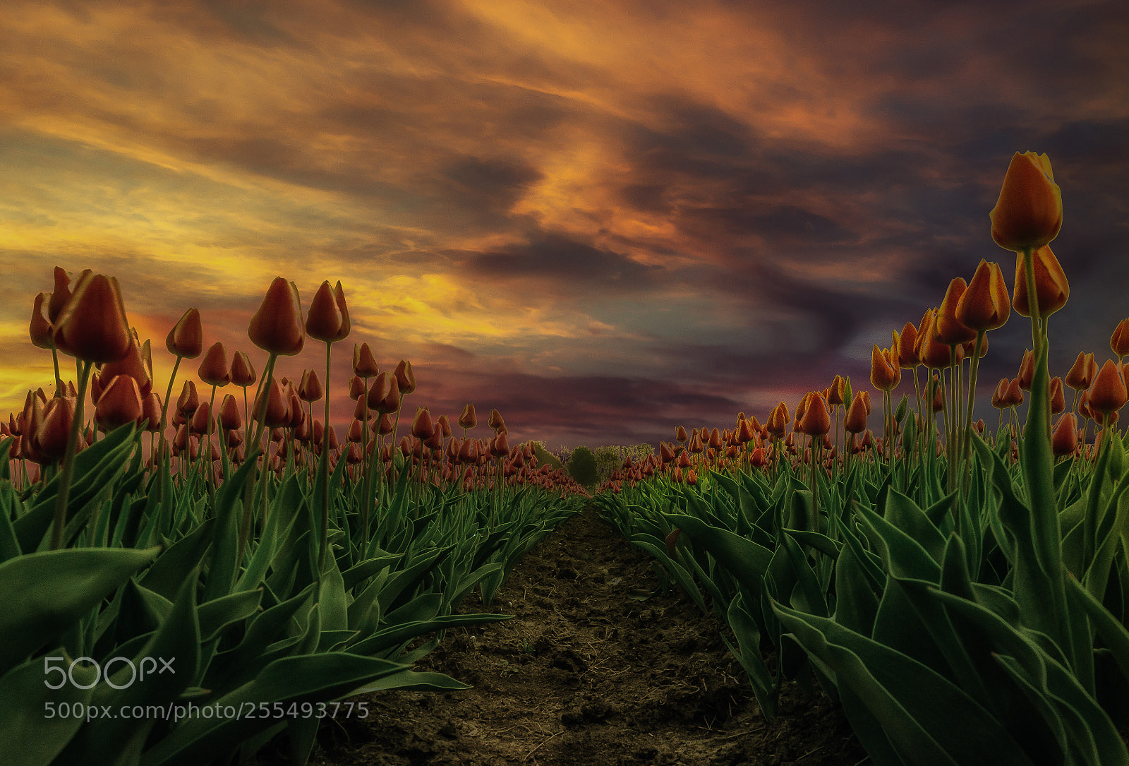 Sony a7 II sample photo. Red tulips sunset photography