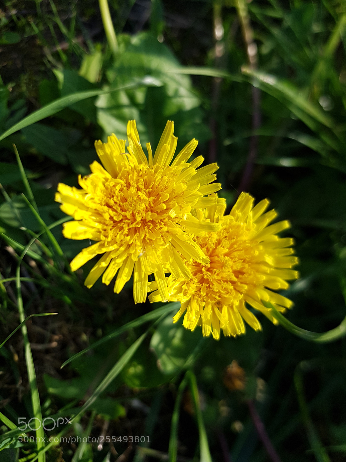 Samsung Galaxy S7 Edge sample photo. Flower photography