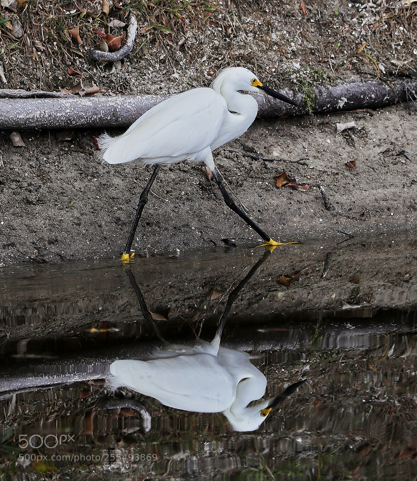 Canon EOS-1D X Mark II sample photo. 04-27-18-0014917.jpg photography