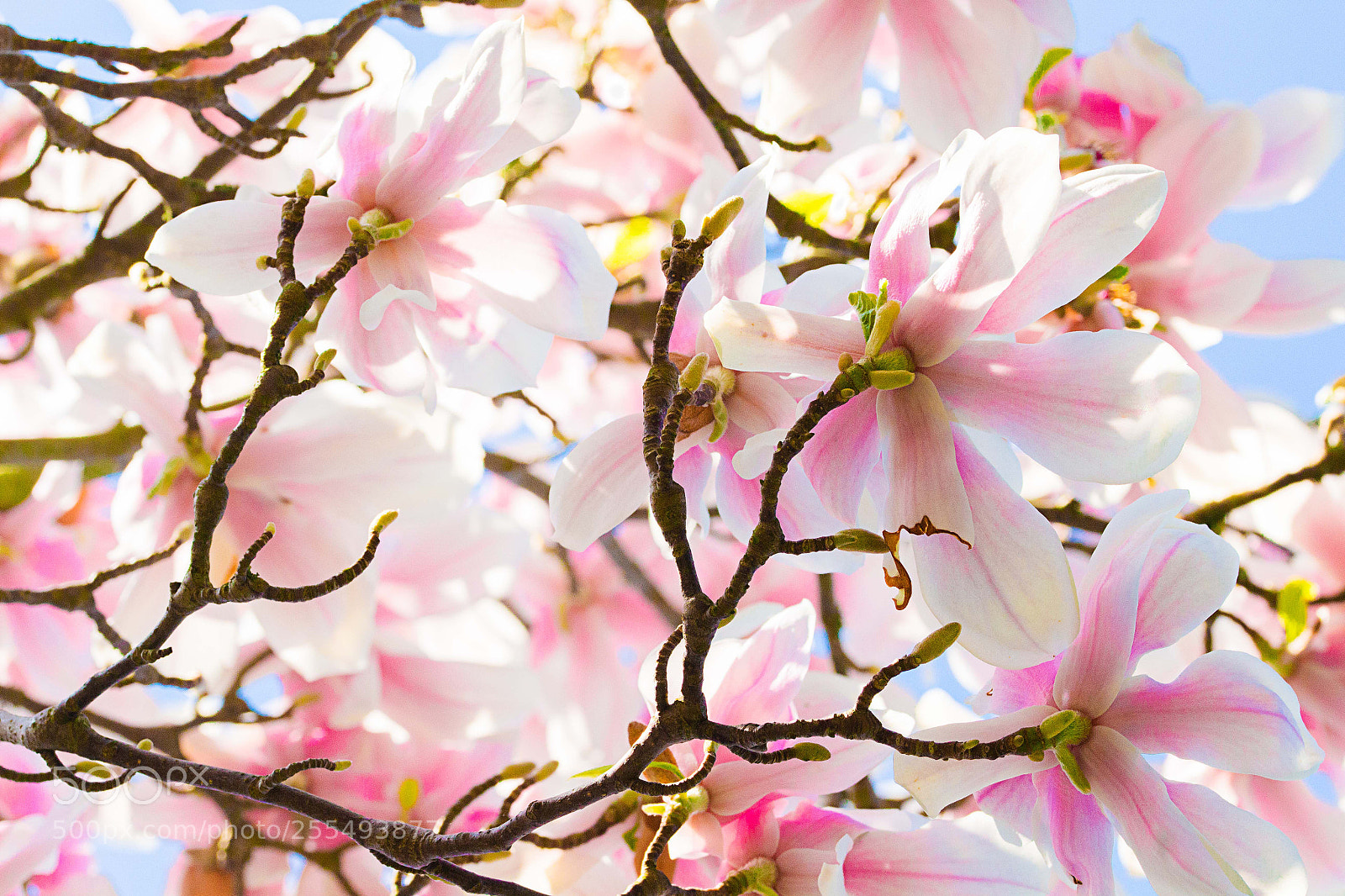 Canon EOS 700D (EOS Rebel T5i / EOS Kiss X7i) sample photo. Magnolie - magnolia photography