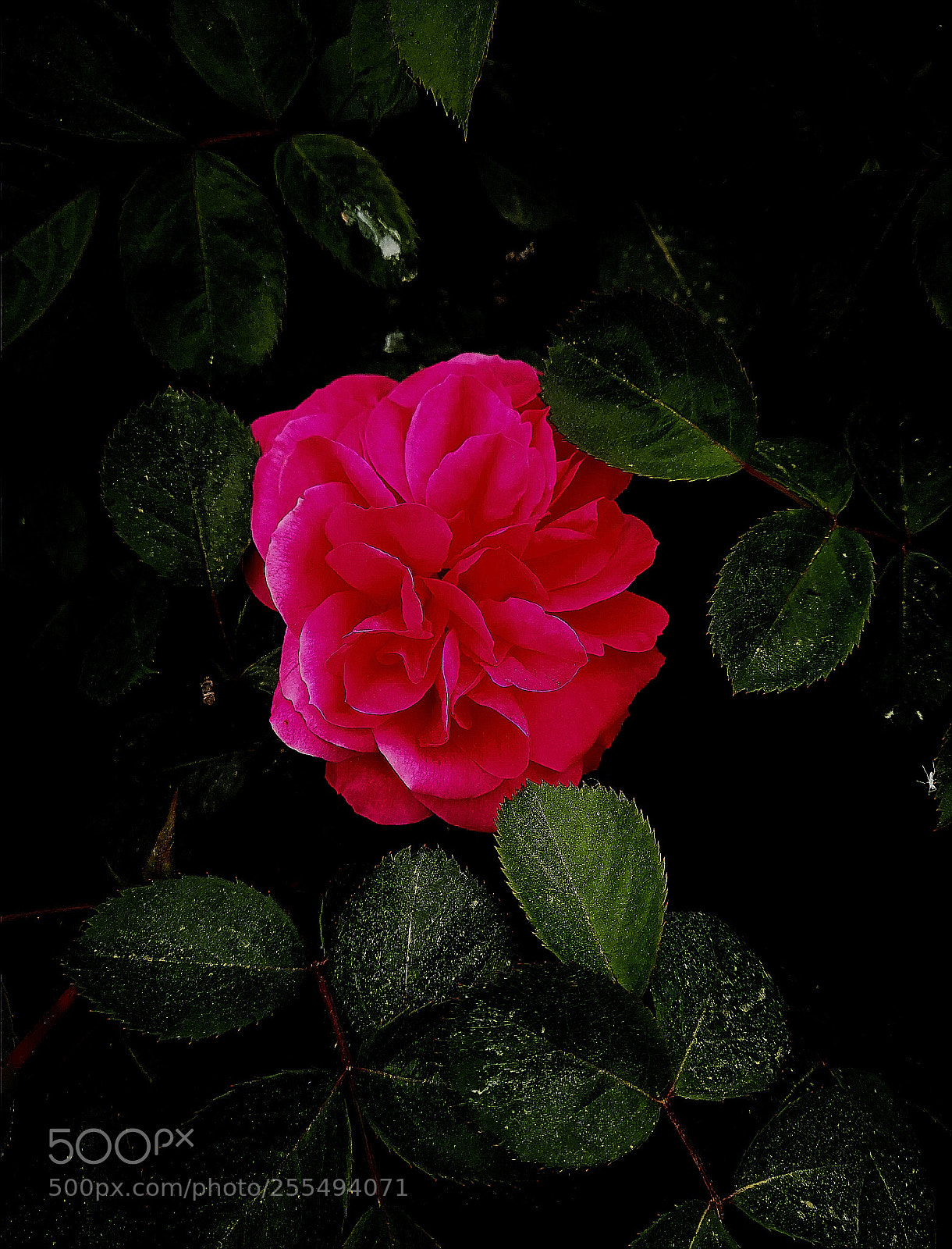 HUAWEI P10 Plus sample photo. The first rose photography