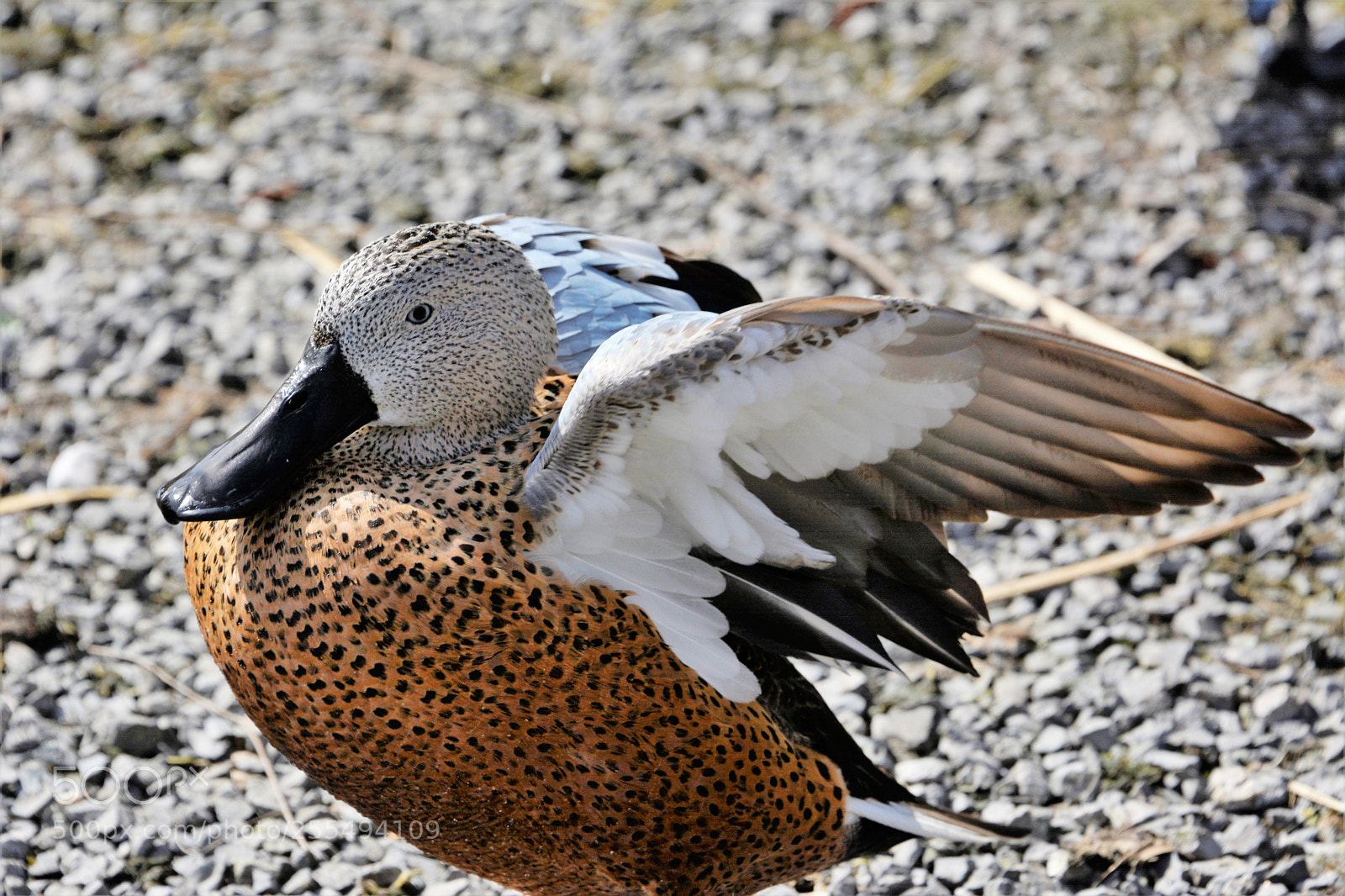 Nikon D7100 sample photo. Red shoveler photography