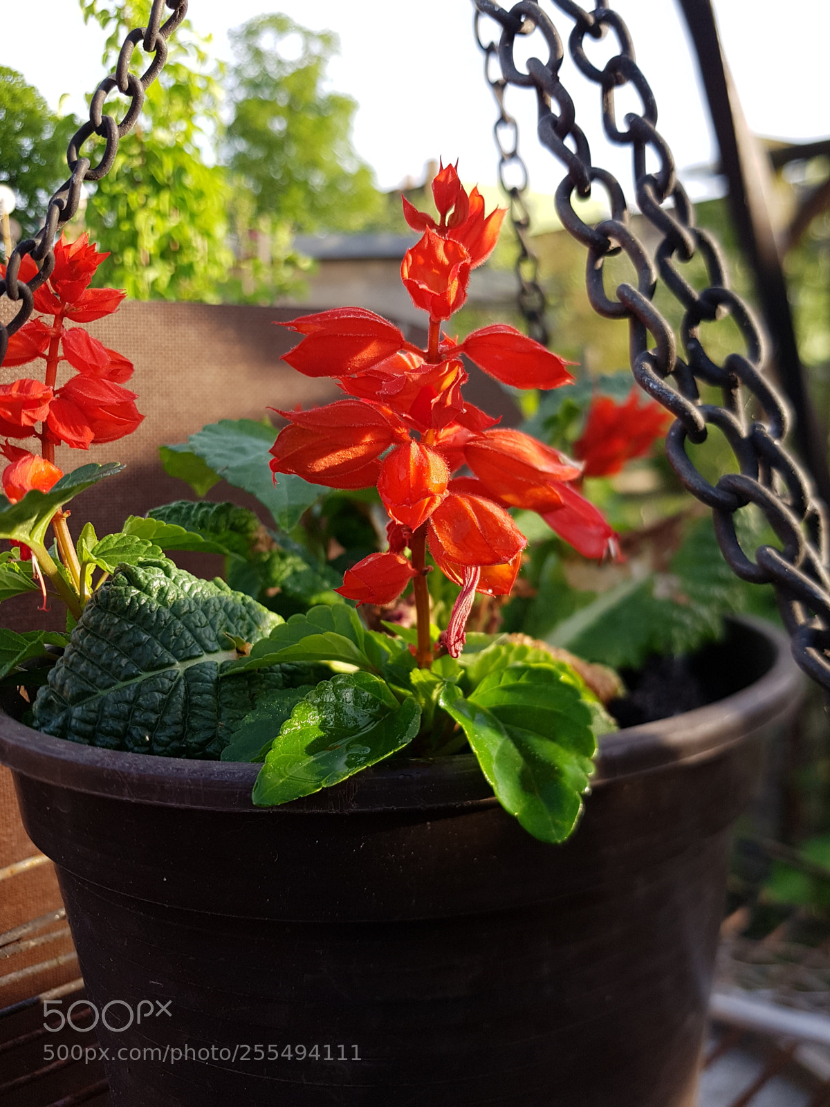 Samsung Galaxy S7 Edge sample photo. Flowers photography