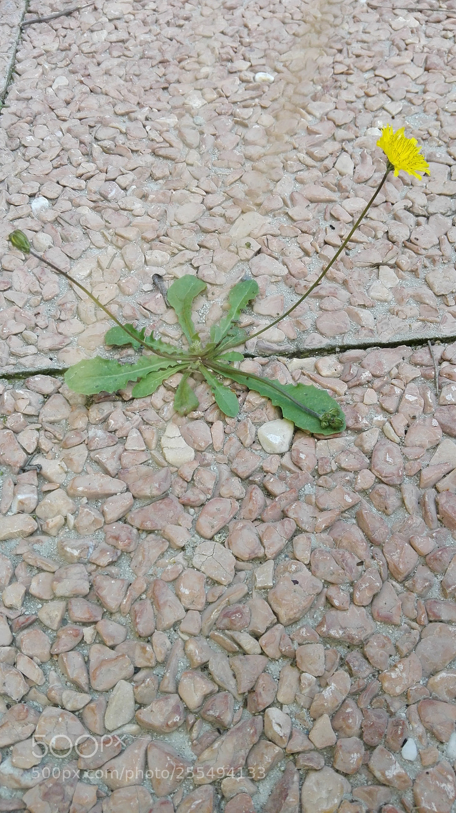 HUAWEI P8 Lite sample photo. Untitled photography