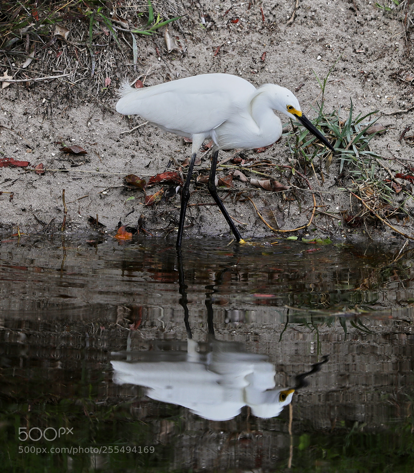 Canon EOS-1D X Mark II sample photo. 04-27-18-0014902.jpg photography