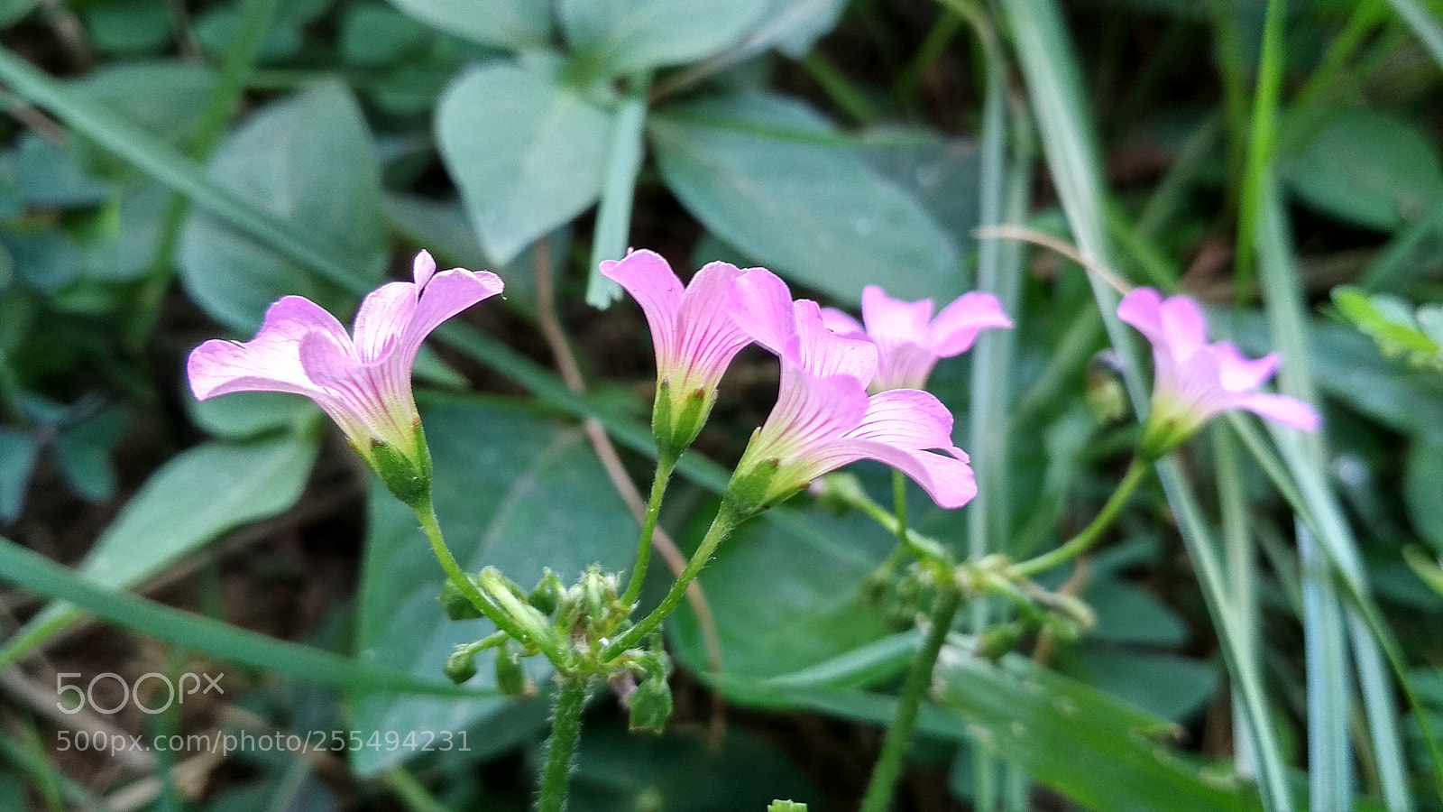 Xiaomi Redmi 4X sample photo. Untitled photography