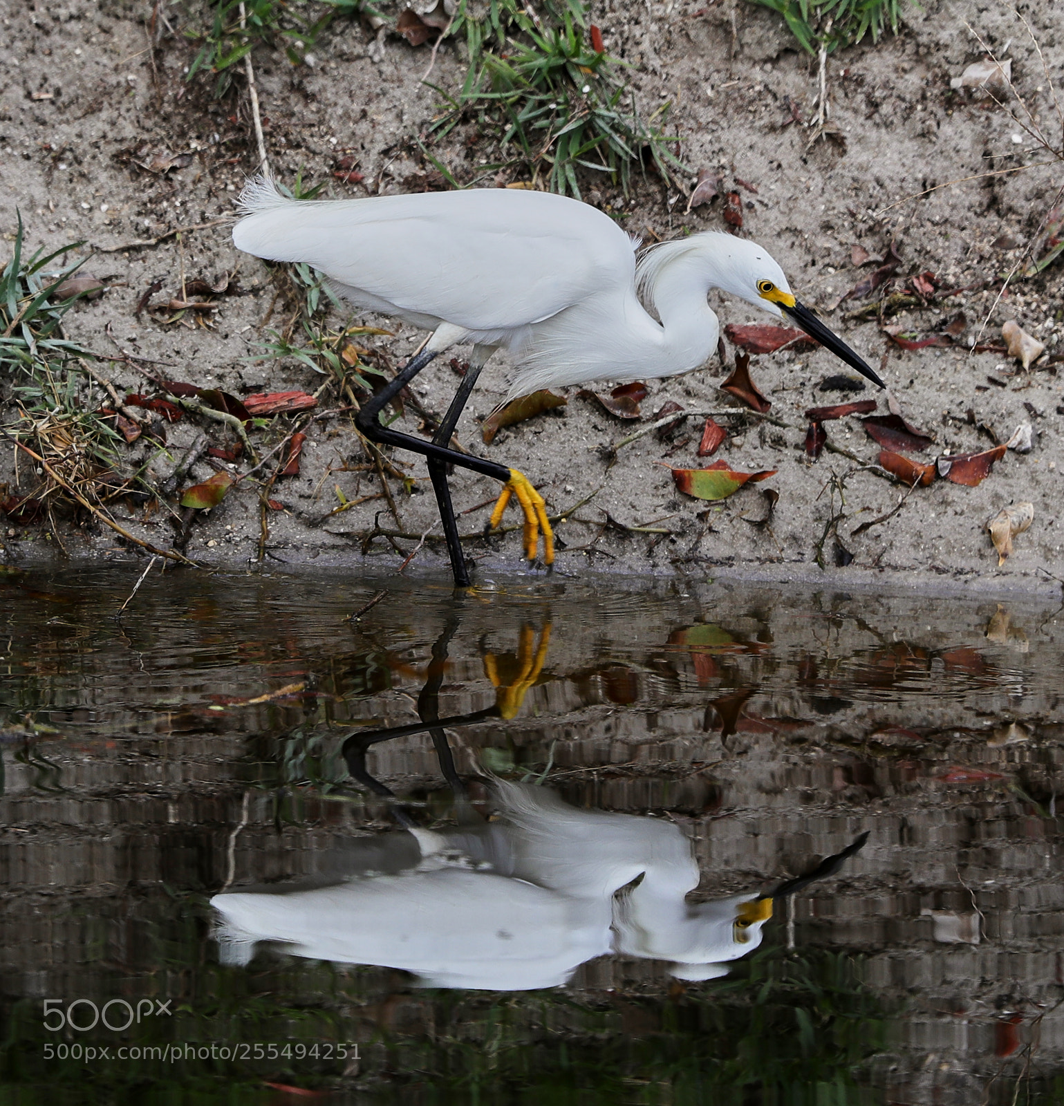 Canon EOS-1D X Mark II sample photo. 04-27-18-0014900.jpg photography