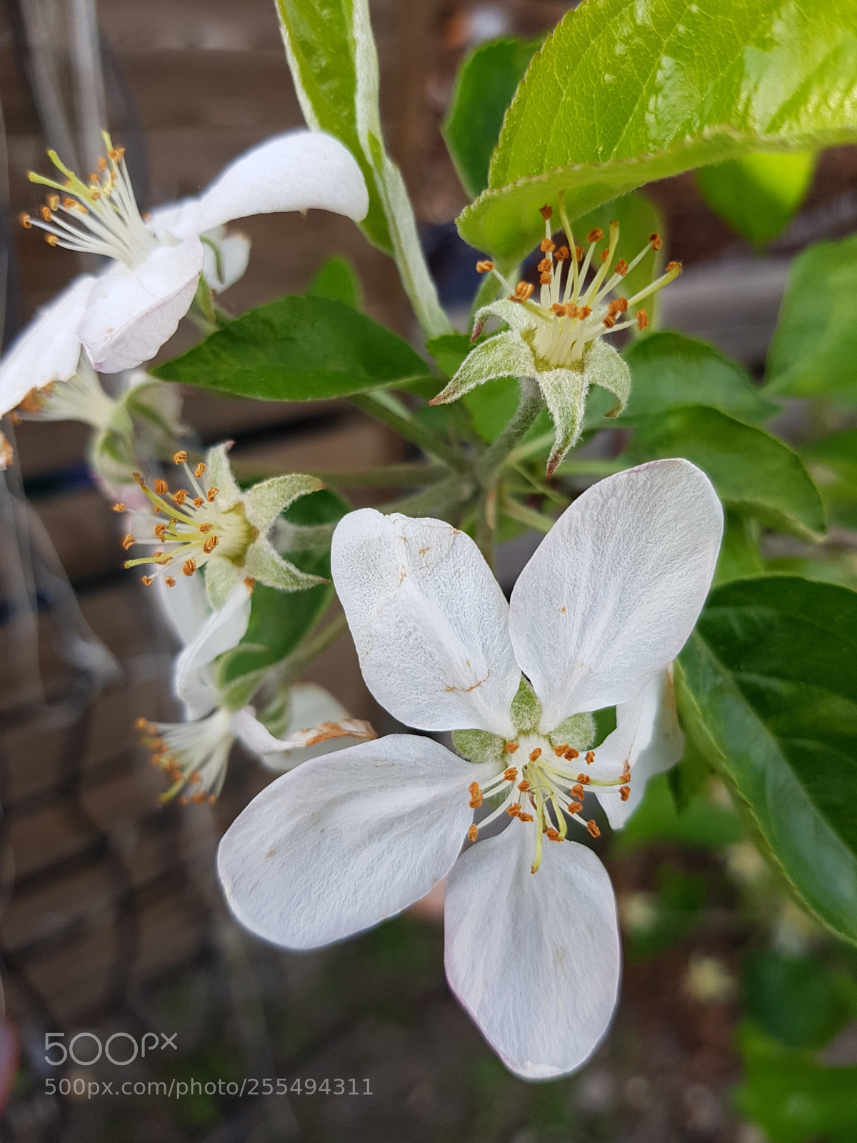 Samsung Galaxy S7 Edge sample photo. Flowers photography