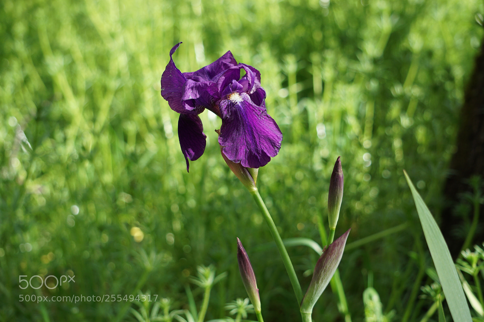 Sony a6000 sample photo. Purple iris photography