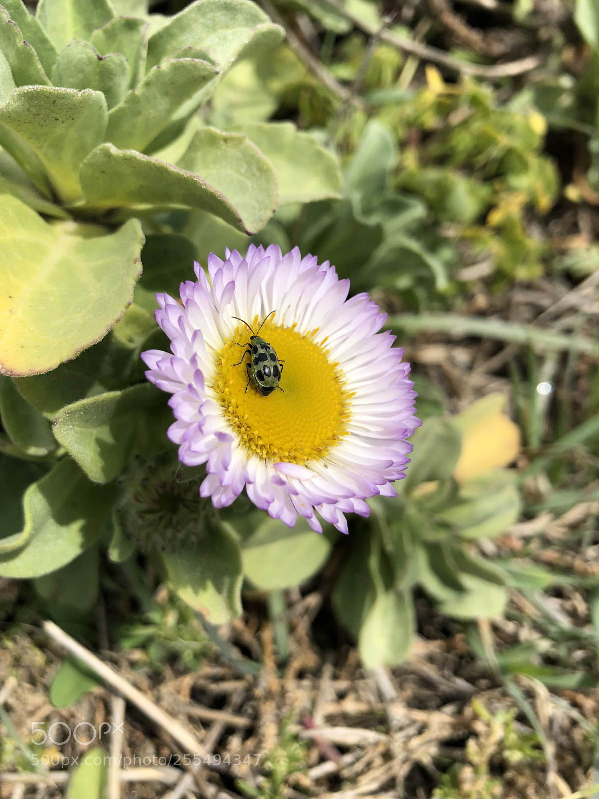 Apple iPhone X sample photo. Little green bug photography
