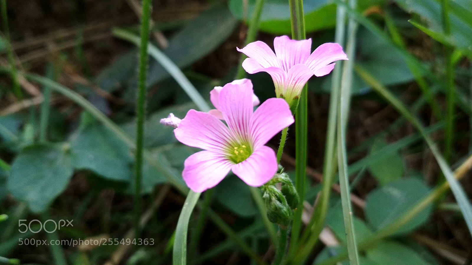 Xiaomi Redmi 4X sample photo. Untitled photography