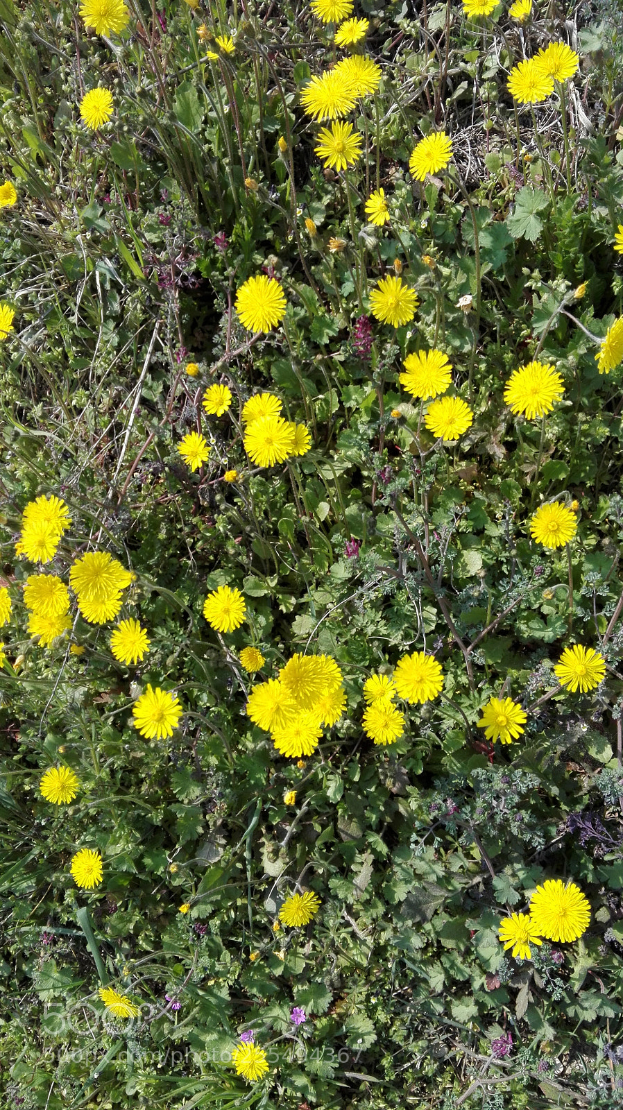 HUAWEI P8 Lite sample photo. Untitled photography