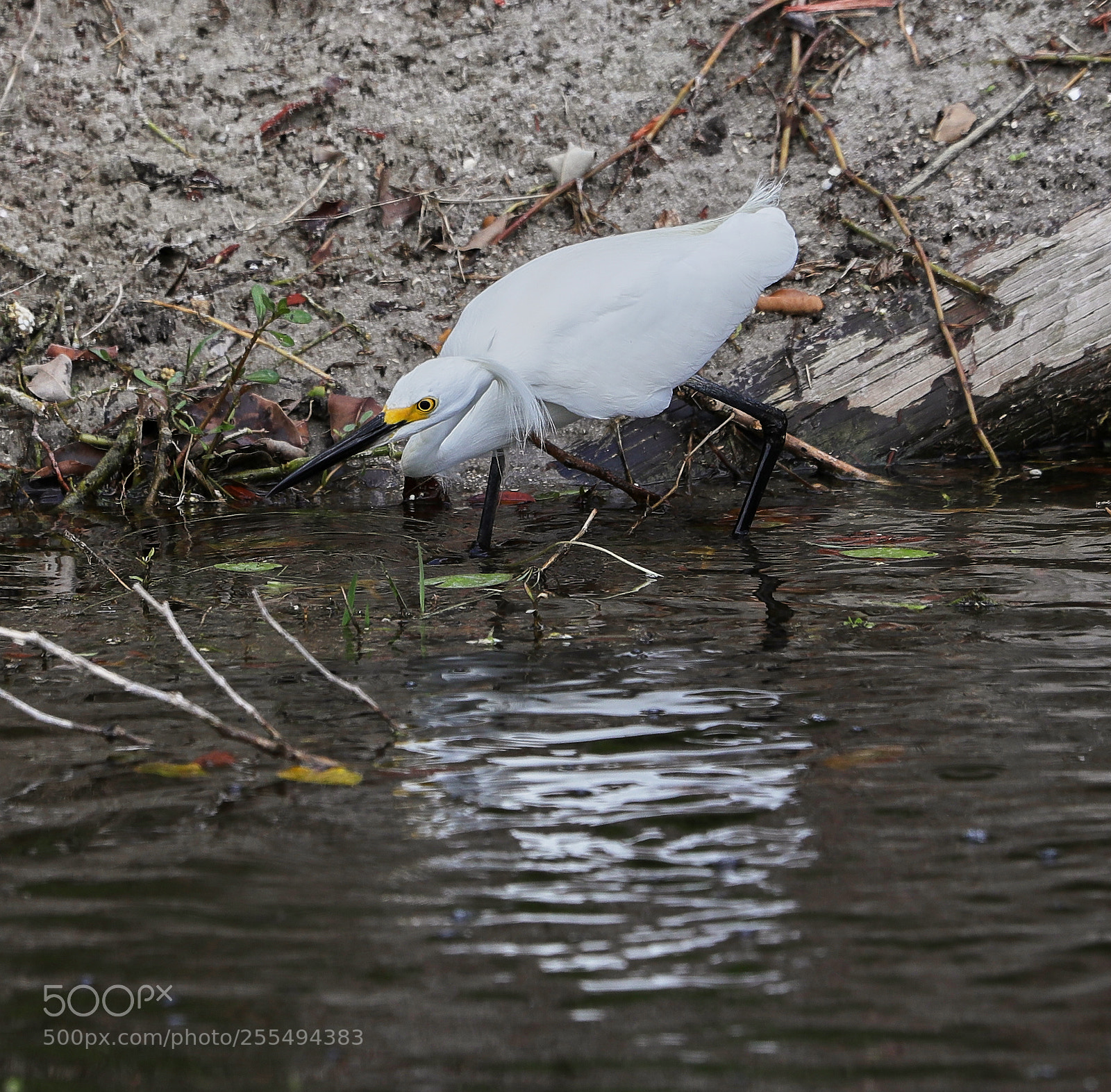 Canon EOS-1D X Mark II sample photo. 04-27-18-0014895.jpg photography