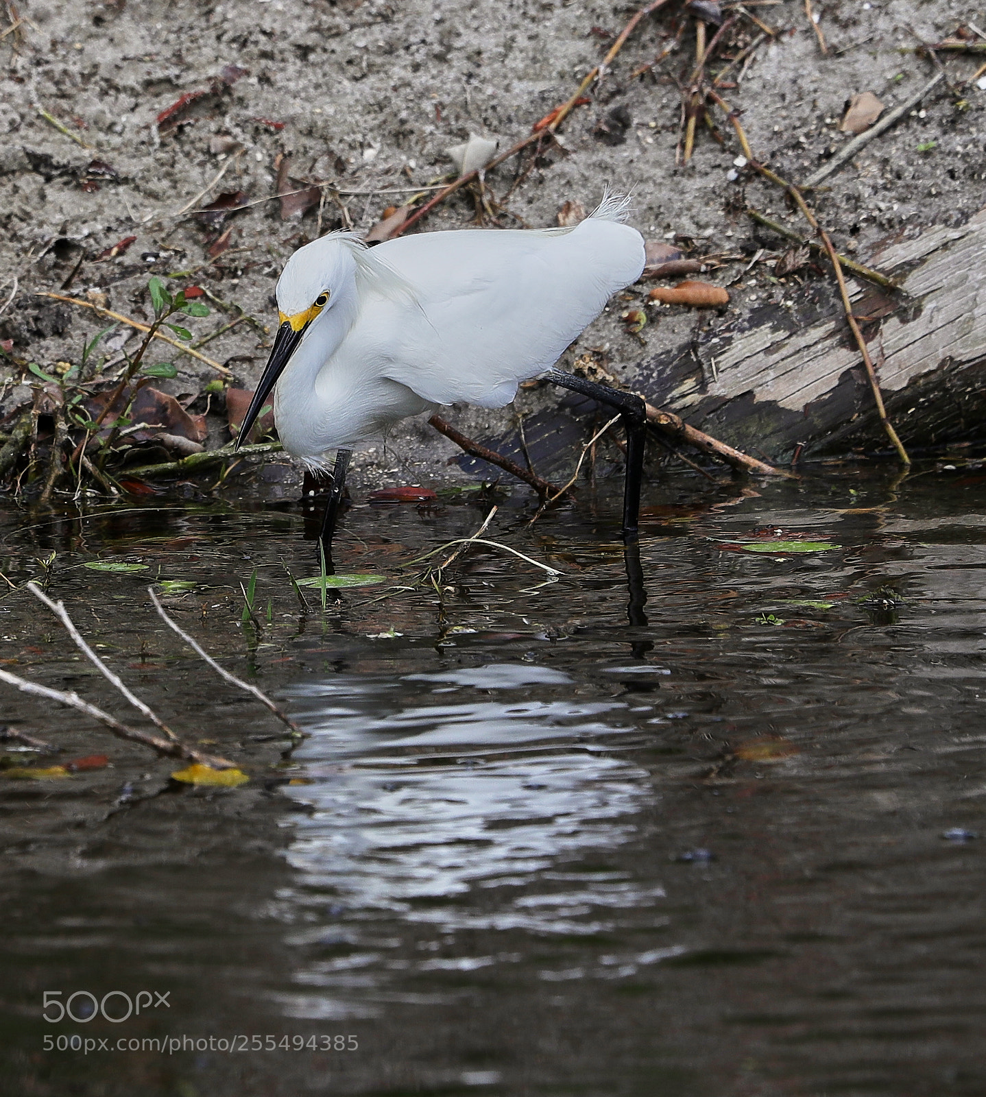 Canon EOS-1D X Mark II sample photo. 04-27-18-0014894.jpg photography