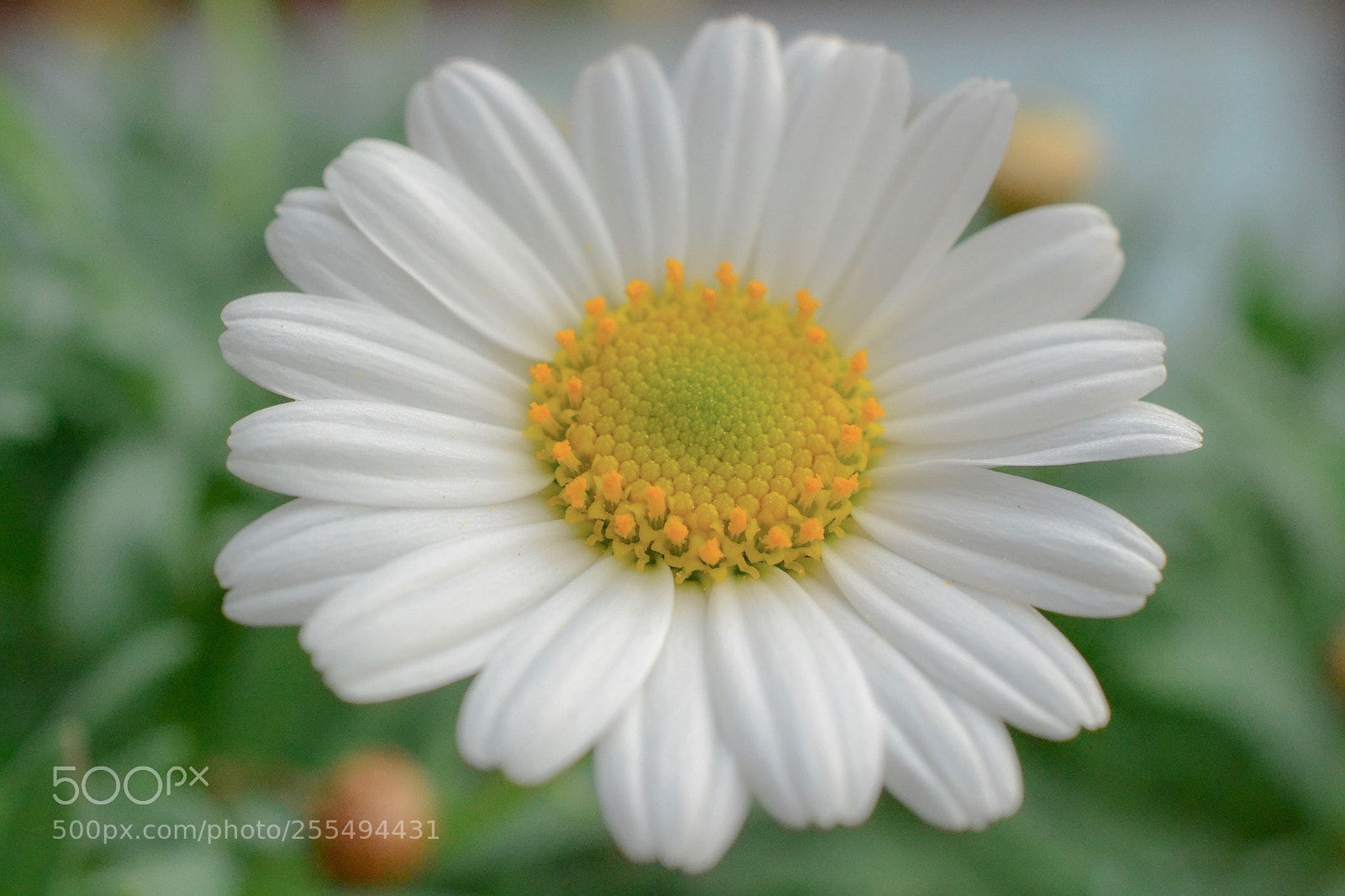 Nikon D3100 sample photo. Untitled photography