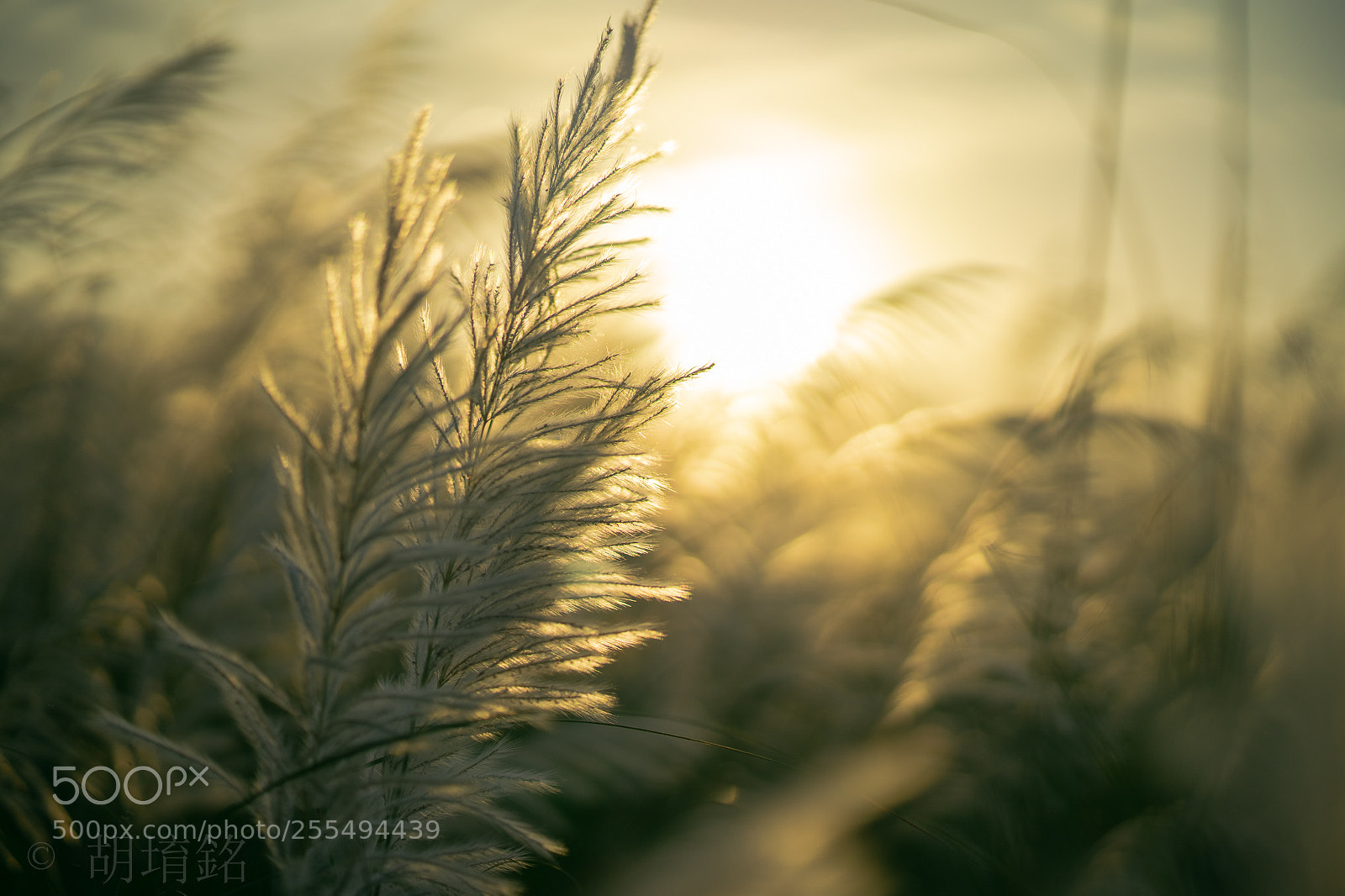 Sony a7 II sample photo. Dsc photography
