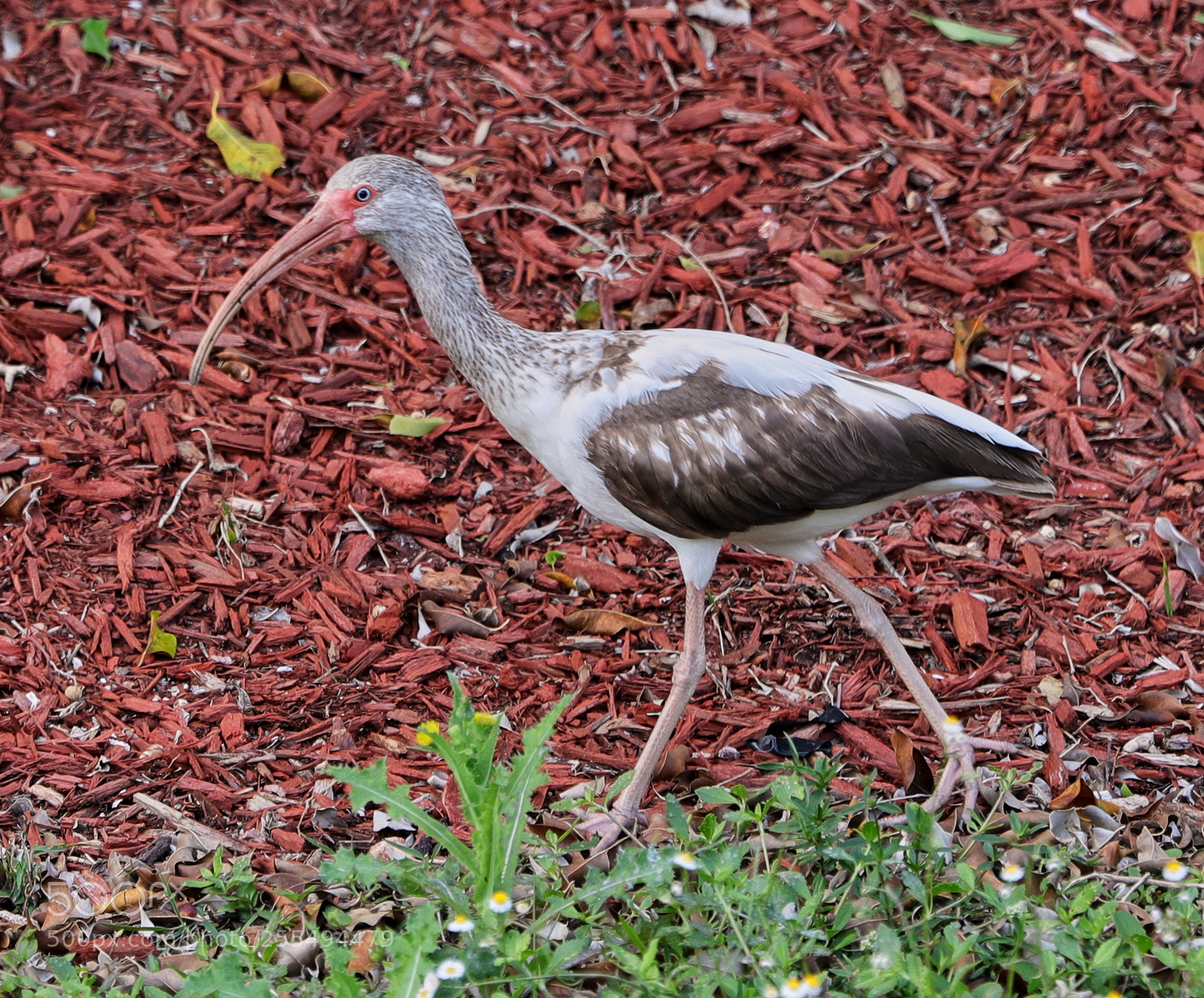 Canon EOS-1D X Mark II sample photo. 04-27-18-0014885.jpg photography