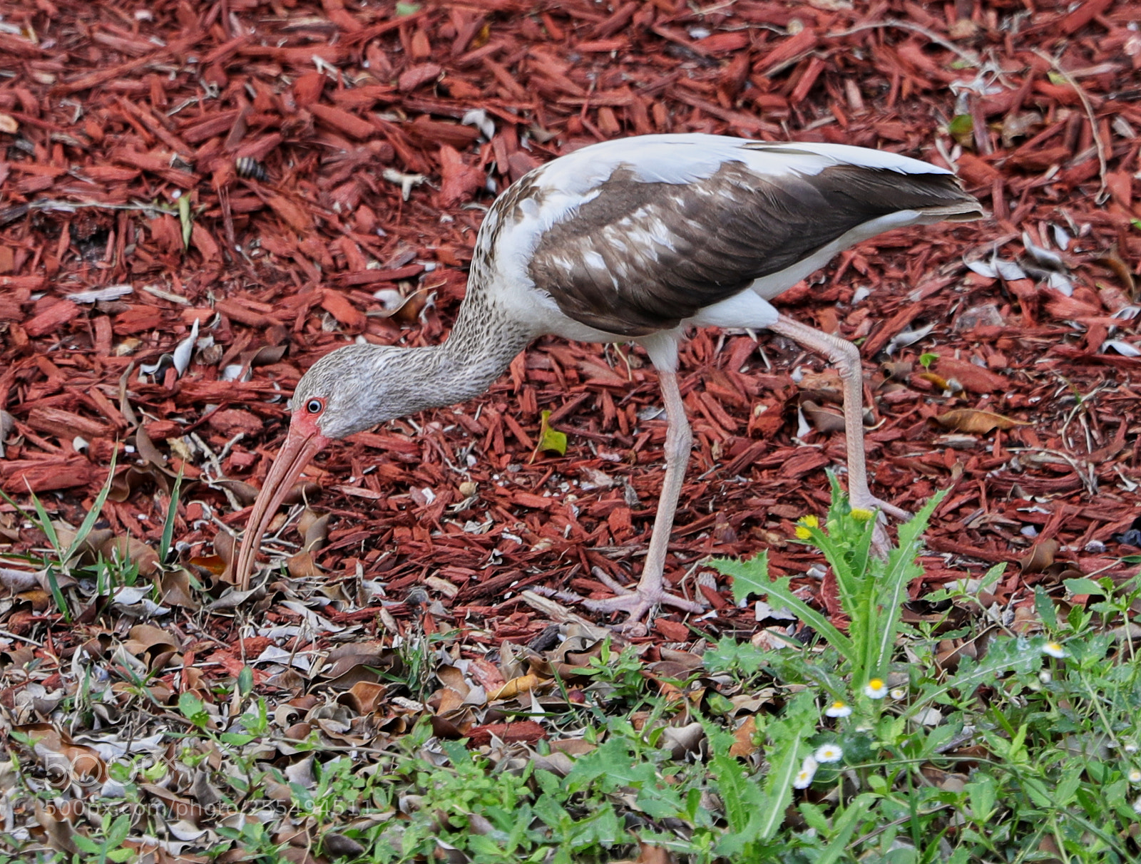 Canon EOS-1D X Mark II sample photo. 04-27-18-0014884.jpg photography