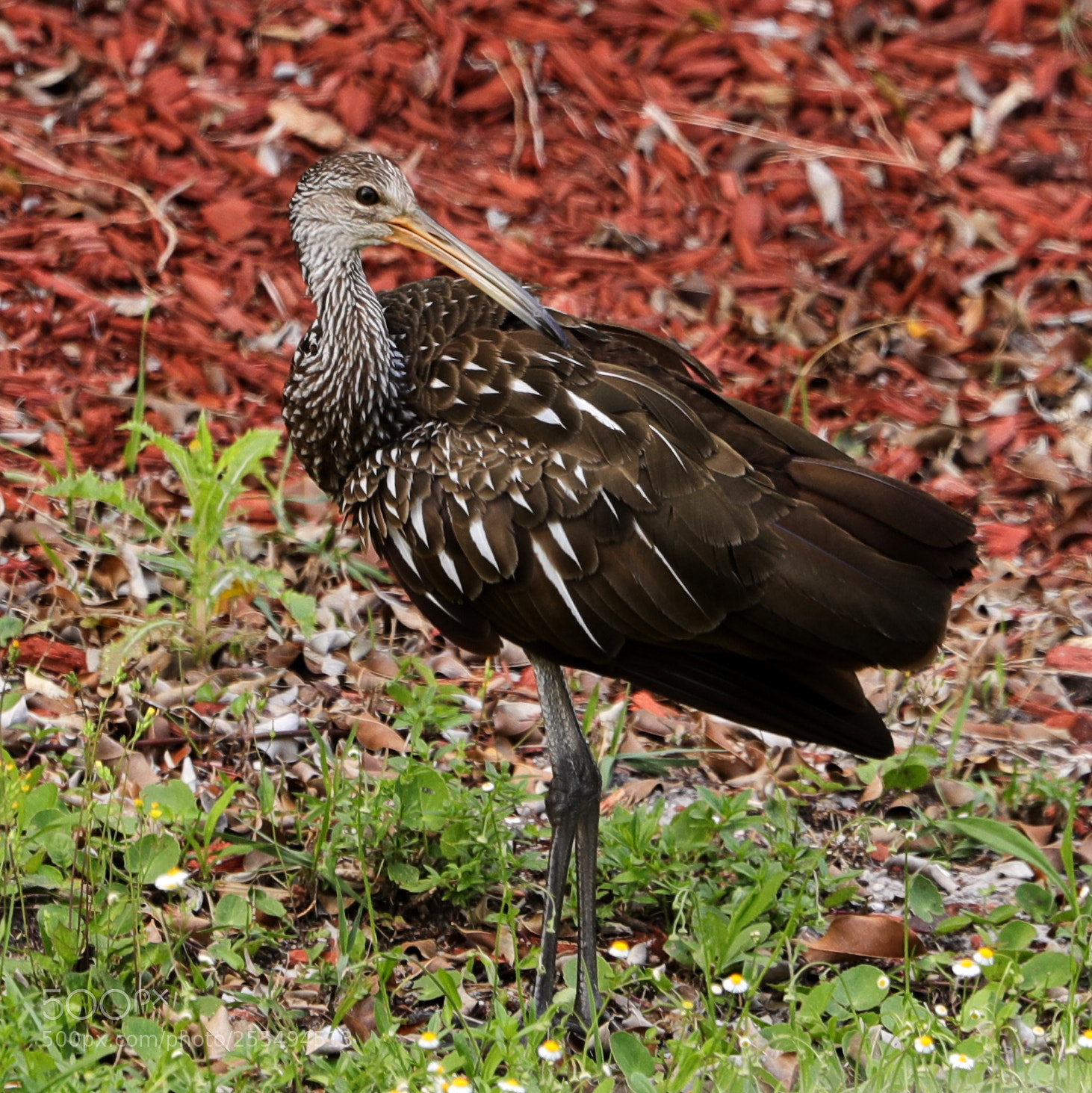 Canon EOS-1D X Mark II sample photo. 04-27-18-0014883.jpg photography