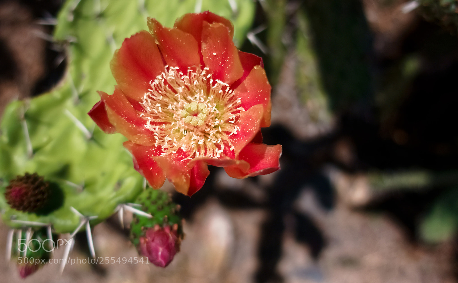 Sony DSC-RX100M5 sample photo. Flor de nopal photography