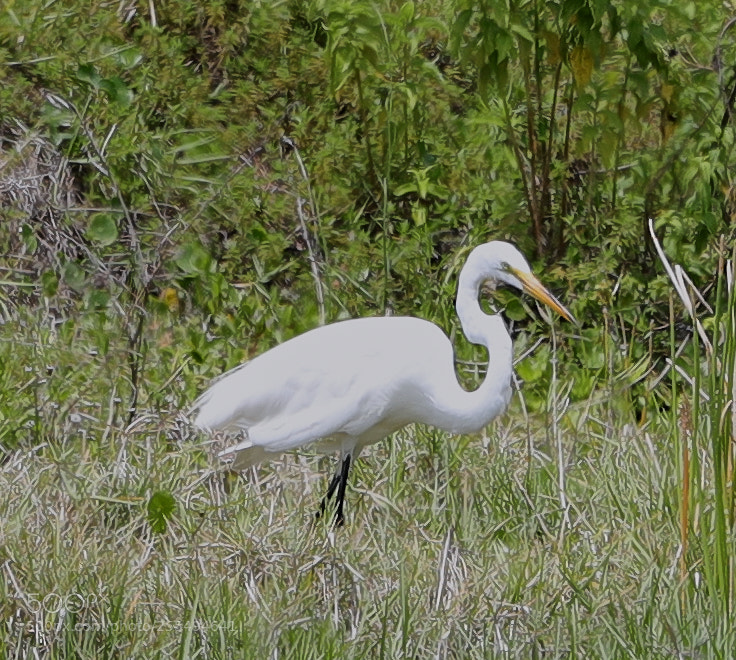 Canon EOS-1D X Mark II sample photo. 04-27-18-0014874.jpg photography