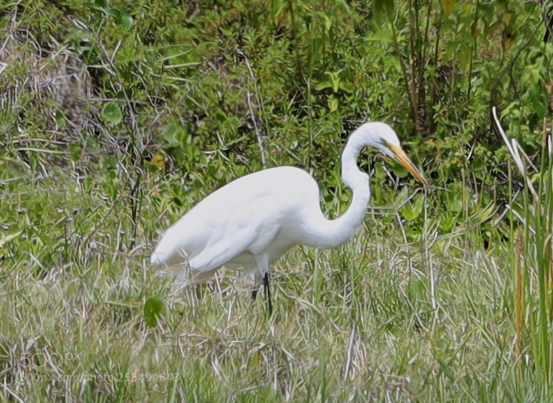 Canon EOS-1D X Mark II sample photo. 04-27-18-0014873.jpg photography